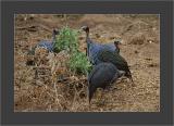 Samburu National Park
