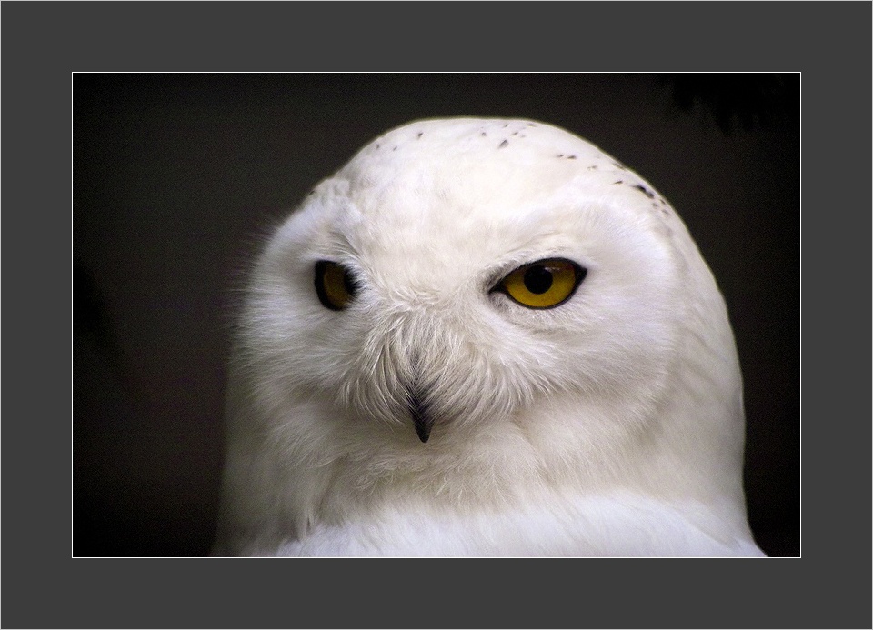 The Owl
