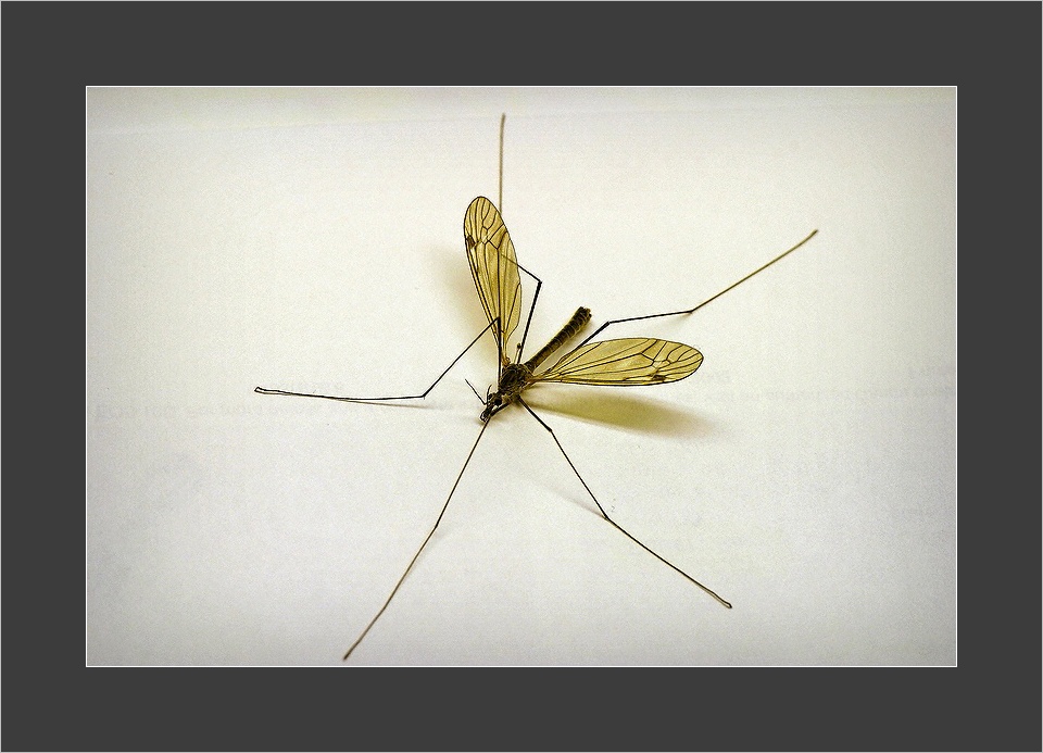 The Cranefly
