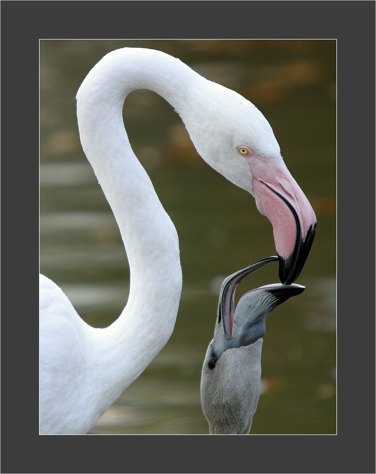 Feeding
