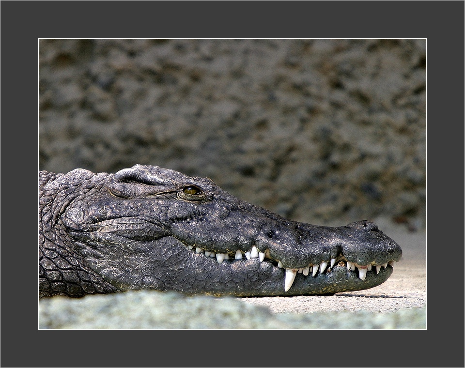 Kroko