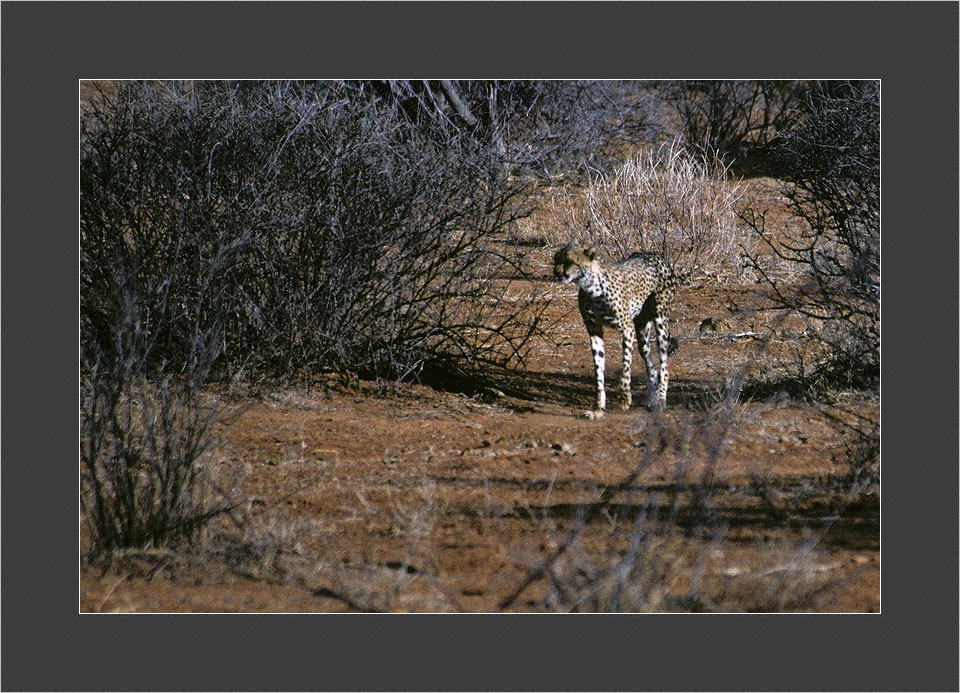 Samburu National Park