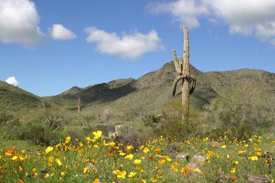 Wild Flowers & Stressed Saguaro