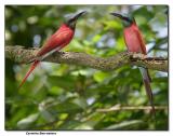 Carmine Bee-eaters