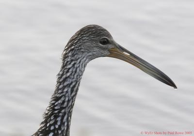 Limpkin profile at Alligator Lake.jpg