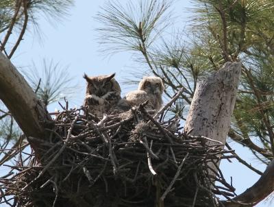 Mama Horned Owl and baby.jpg