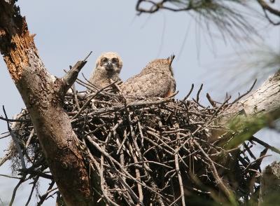 Mama Horned Owl and baby2.jpg