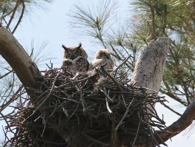 Mama Horned Owl and baby3.jpg