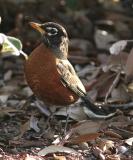 Robin at Safety Harbor.jpg