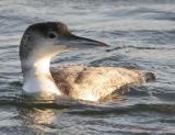 Loon at Safety Harbor 1.jpg