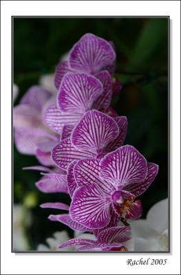 orchid-1