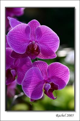 orchid-3
