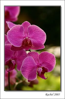 orchid-4