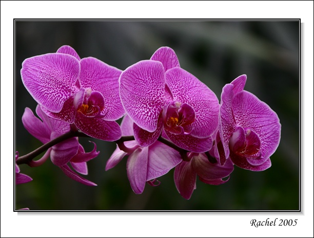orchid-2