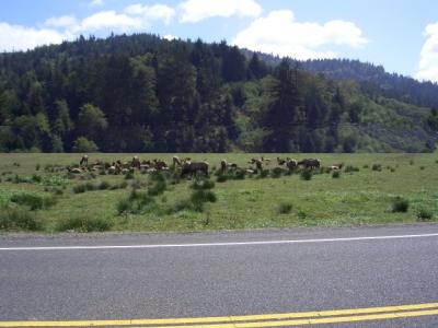 Elk by highway in Northern California.