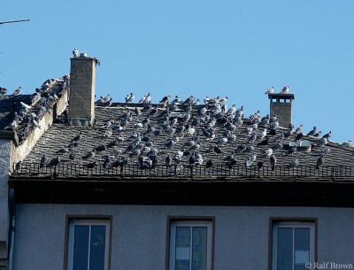 Flock of Pigeons