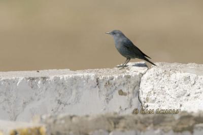 Blauwe Rotslijster - Blue Rock Thrush