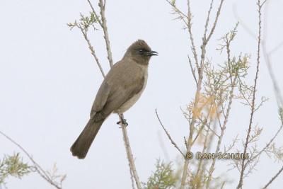 Grauwe Buulbuul - Garden Bulbul