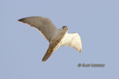 Lannervalk - Lanner Falcon