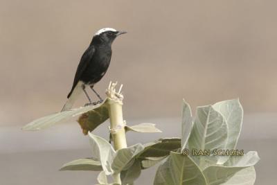 Witkruintapuit - White-tailed Wheatear