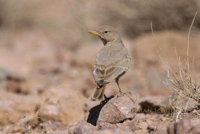 Woestijnleeuwerik - Desert Lark