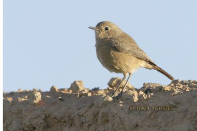 Zwarte Roodstaart - Black Redstart