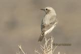 Rouwtapuit - Mourning Wheatear