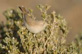 Woestijngrasmus - Desert Warbler