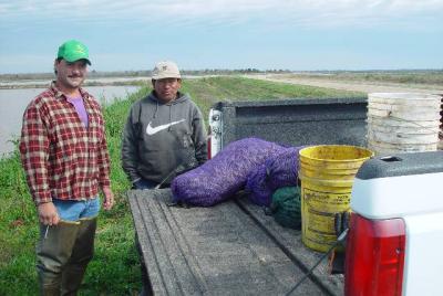 THE CRAWFISH FARMERS AND THEIR CATCH