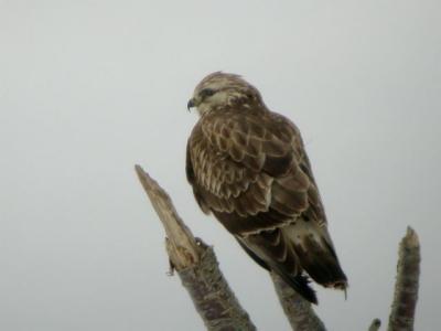 Rough-legged Hawk (light phase), Canard Jan. 04
