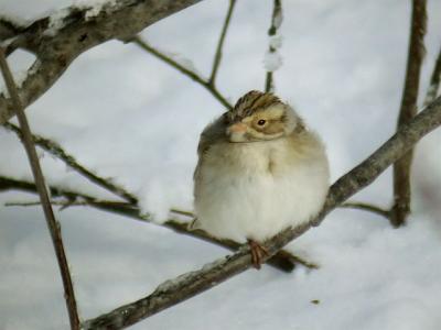 Clay-colored Sparrow, Grand Pre Jan. 04