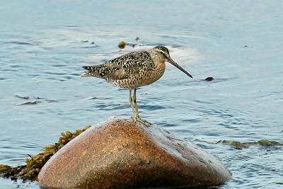 pb-Brier Dowitcher.jpg