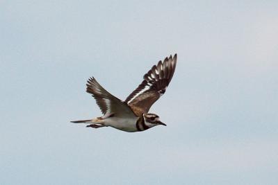 pb-Killdeer fly Brier.jpg