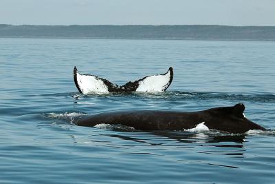 pb- Humpback pair.jpg