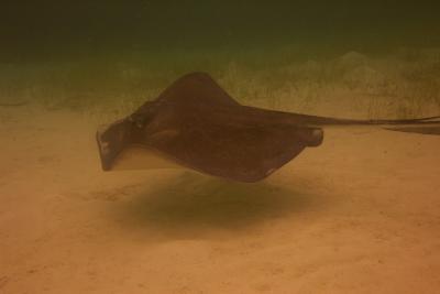 Southern Stingray ( courtesy J. Smith )