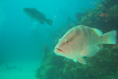 Grouper ( courtesy J. Smith )