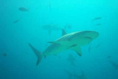 Bull Shark ( courtesy J. Smith )
