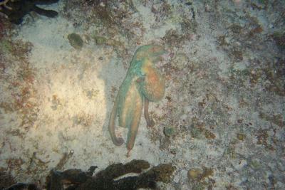 Octopus ( courtesy J. Smith )