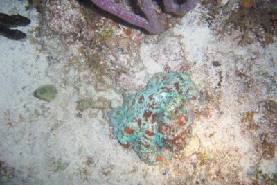 Pissed off octopus ( courtesy J. Smith )