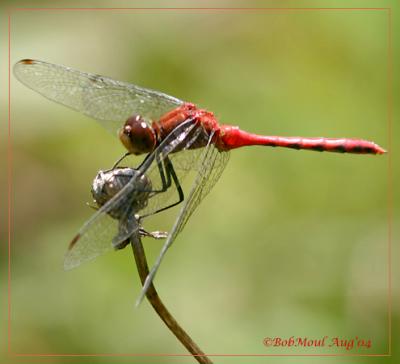 Sympetrum sp. Meadowhawk-9