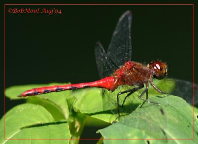 Sympetrum sp. Meadowhawk-10
