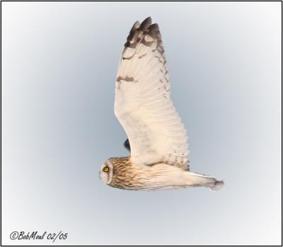 Short-eared Owl-Male