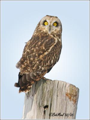 Short-eared Owl