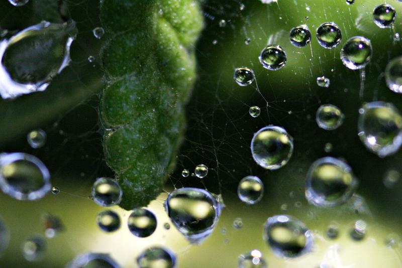 Spiderweb, Water, Lavender