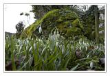 Snowdrops, Gidleigh