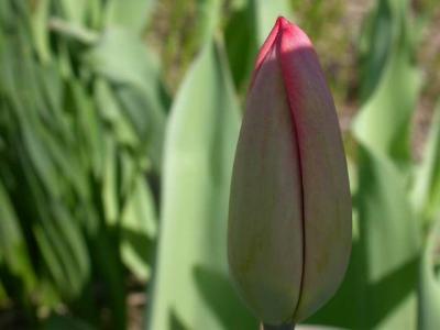 Platteville tulip