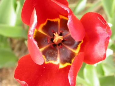 Platteville tulip in full blossom