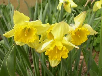 Platteville daffodils