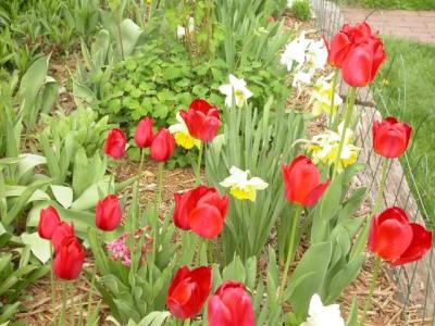 Oliver Lake tulips and daffodils