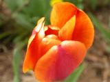 Platteville tulip